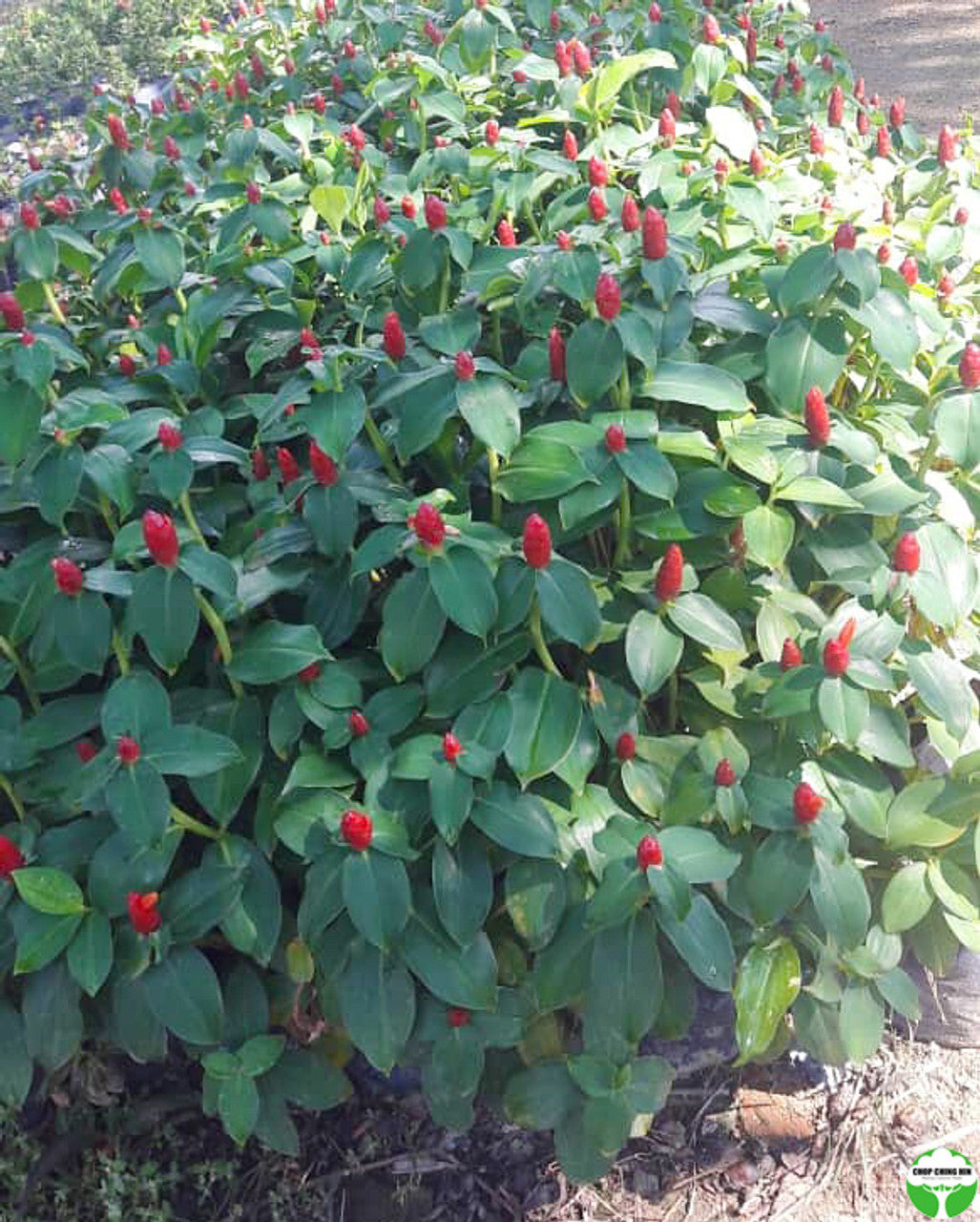 Costus woodsonii