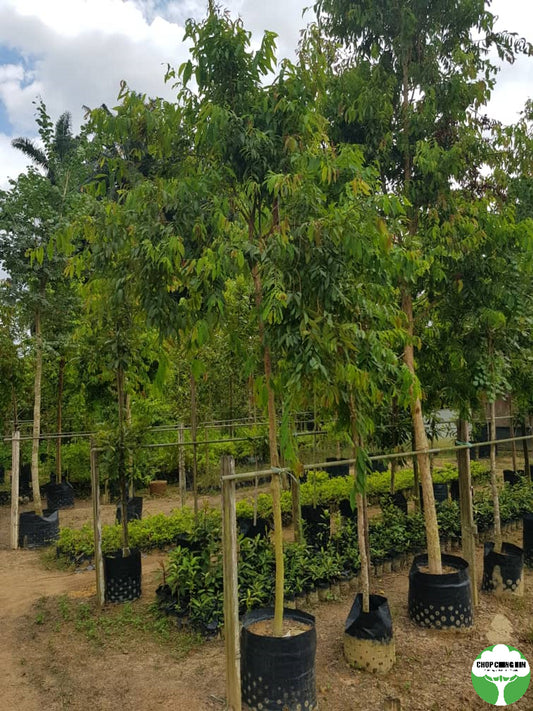 Cratoxylum cochinchinense