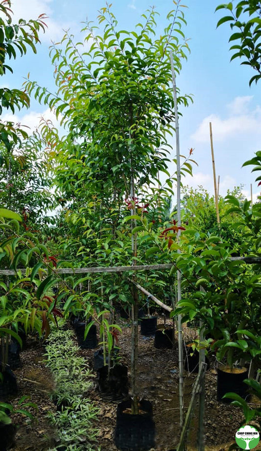 Cratoxylum formosum