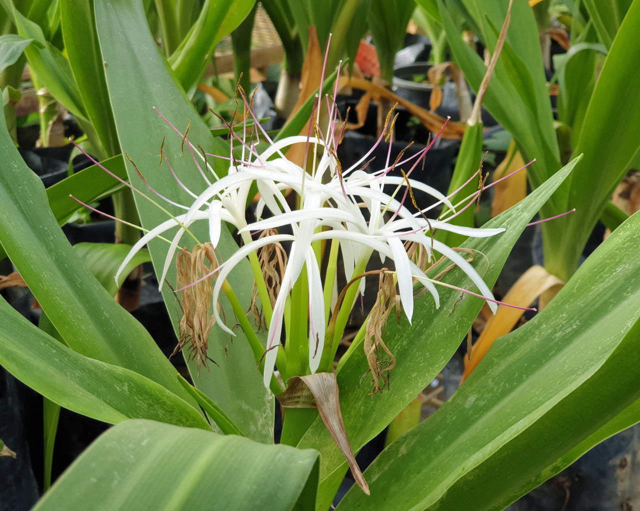 Crinum asiaticum