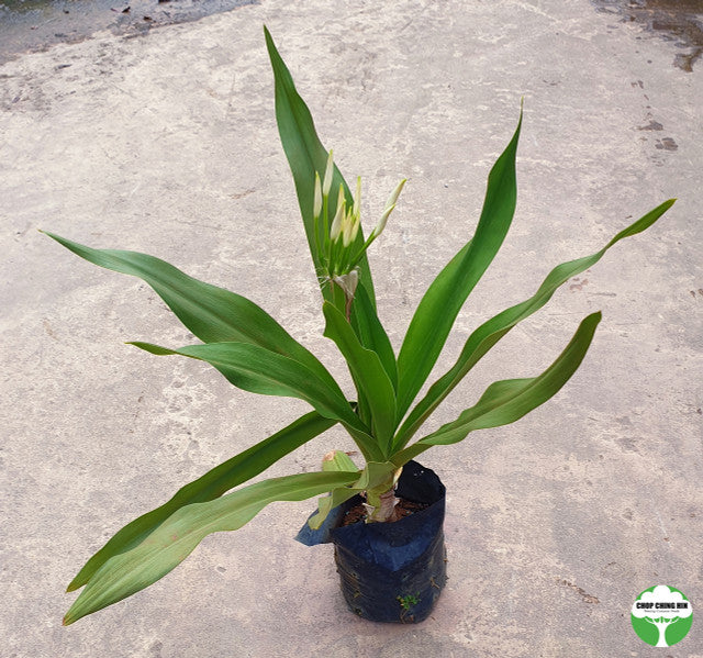 Crinum asiaticum