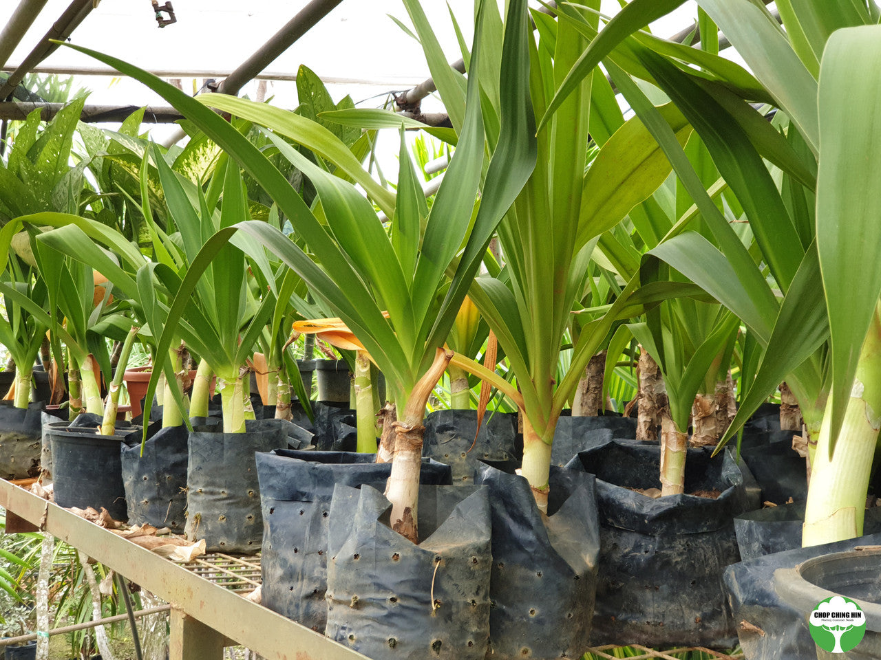 Crinum asiaticum