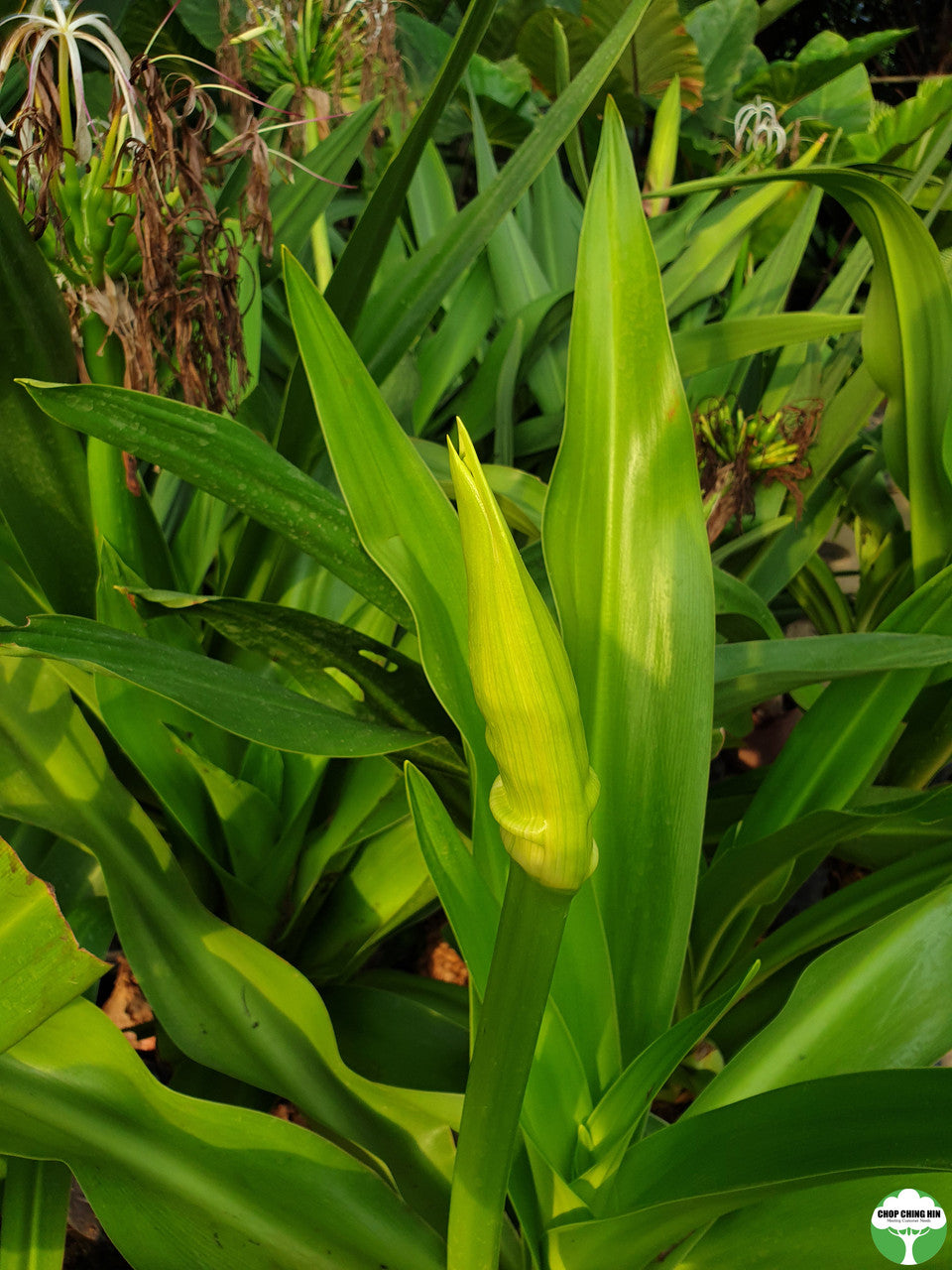 Crinum asiaticum