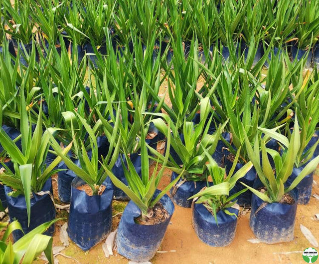 Crinum asiaticum