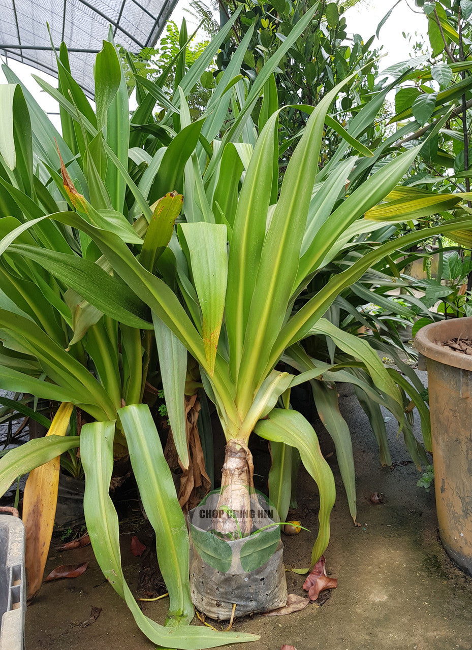 Crinum asiaticum