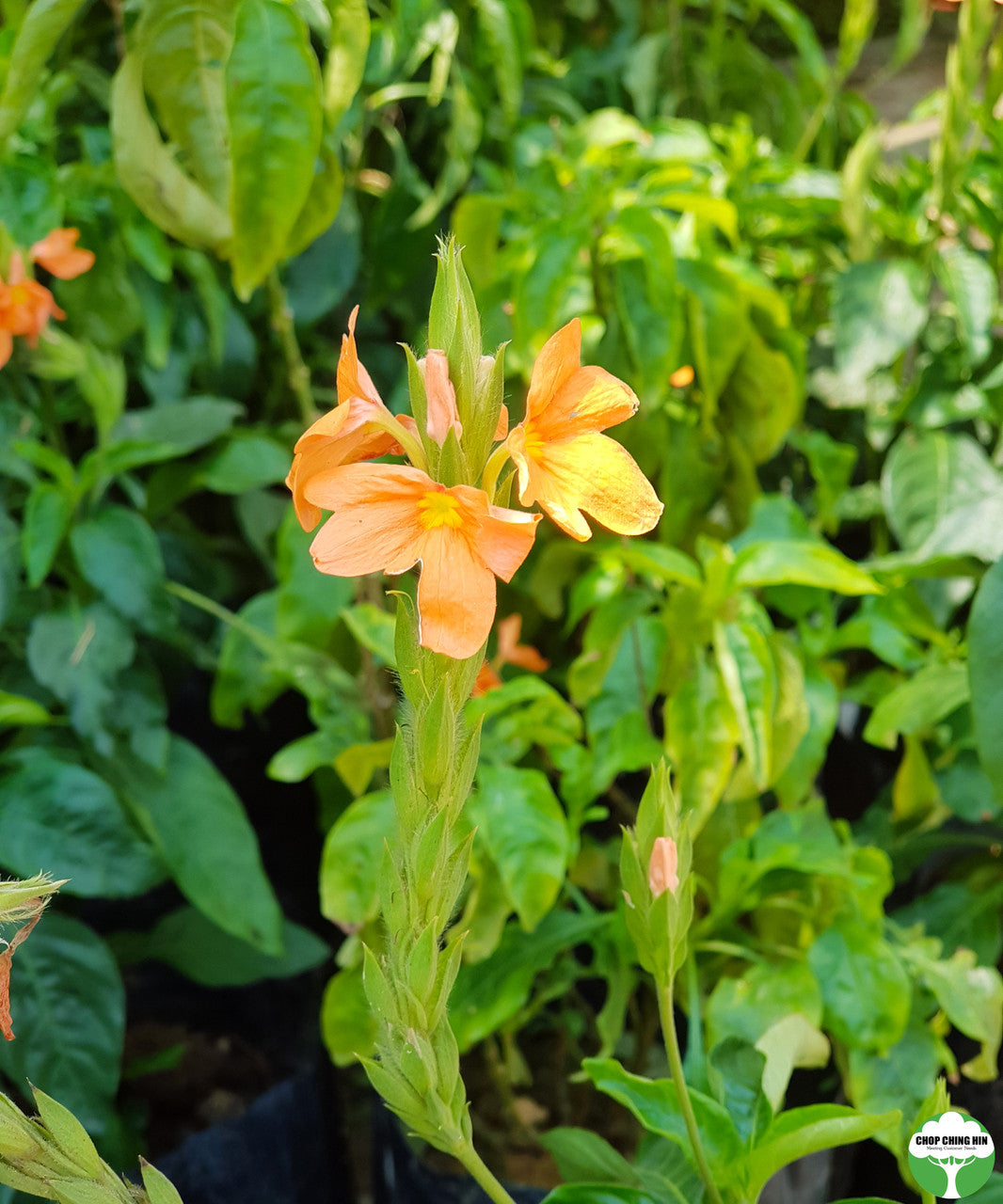 Crossandra infundibuliformis