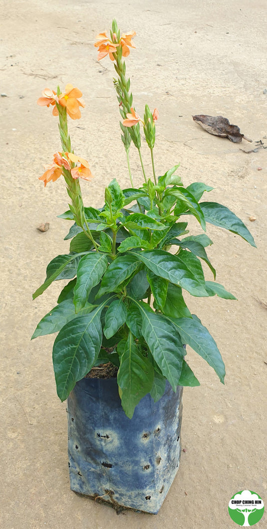 Crossandra infundibuliformis