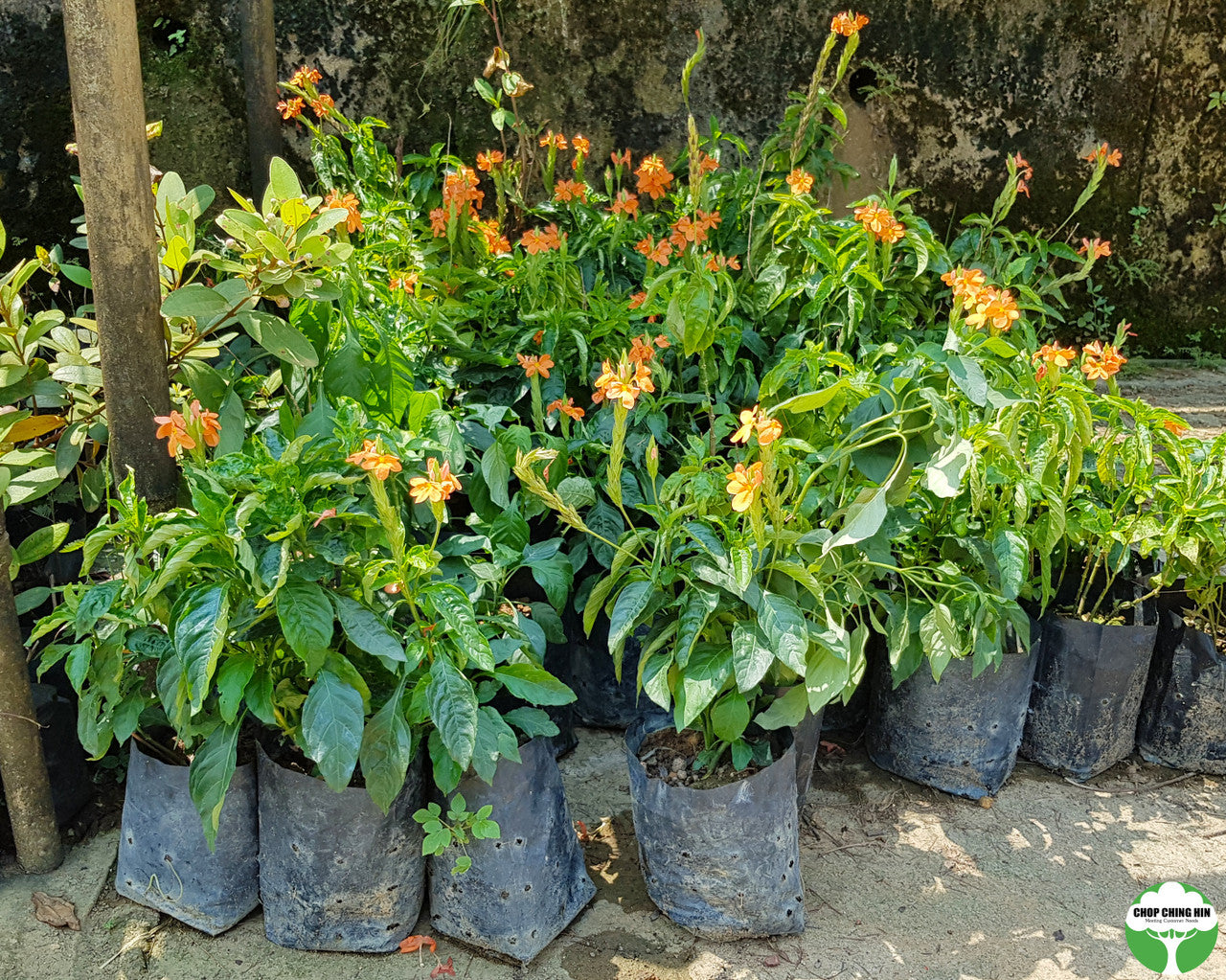 Crossandra infundibuliformis
