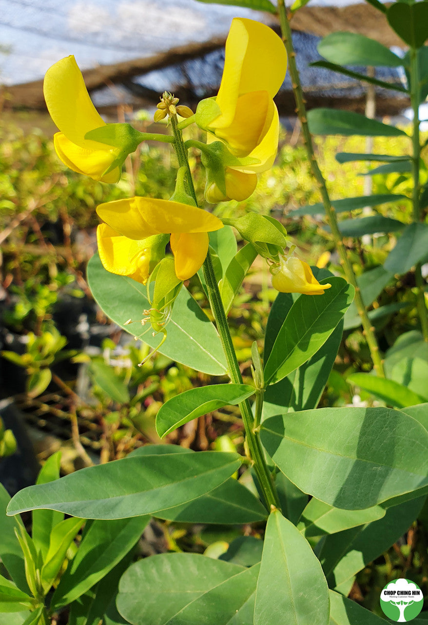 Crotalaria retusa