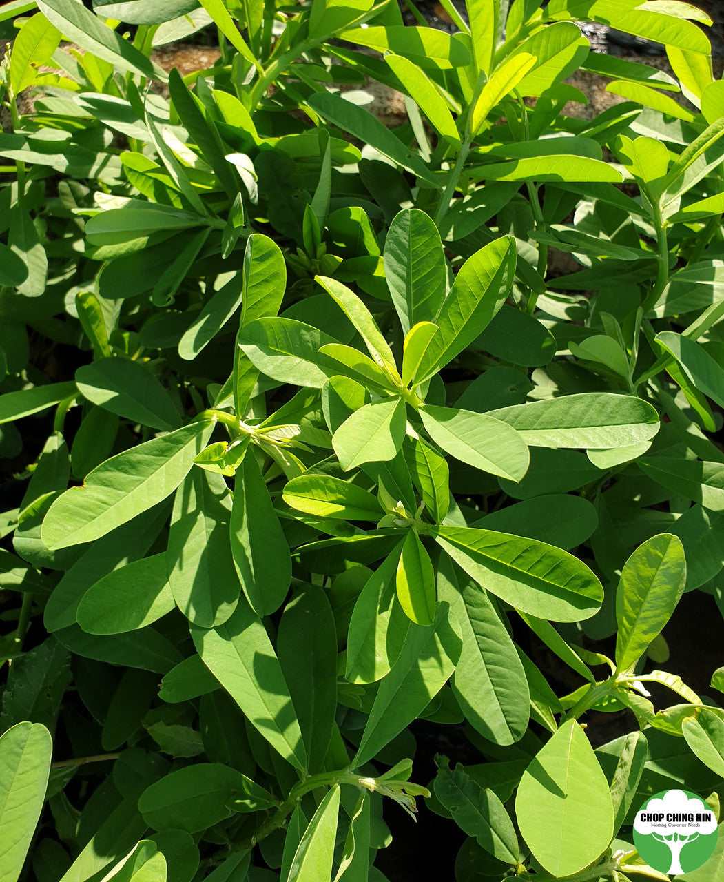 Crotalaria retusa