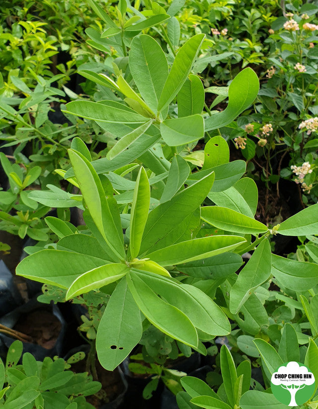 Crotalaria retusa