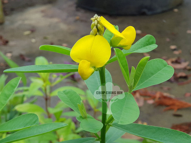 Crotalaria retusa