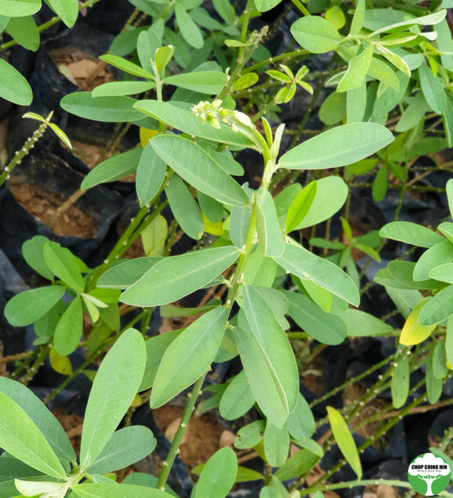 Crotalaria retusa