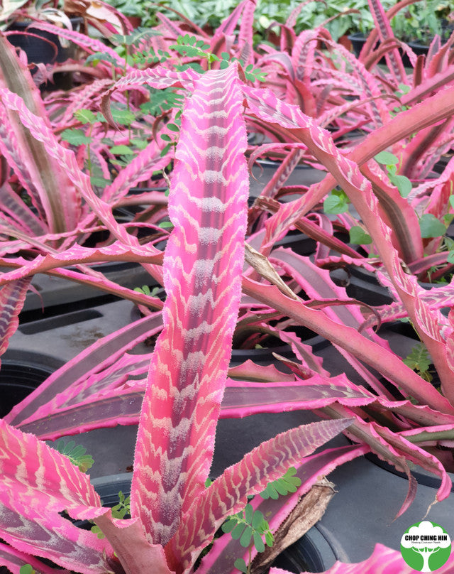 Cryptanthus 'Elaine'