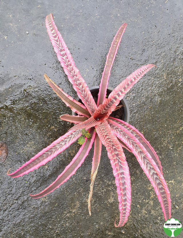 Cryptanthus 'Elaine'
