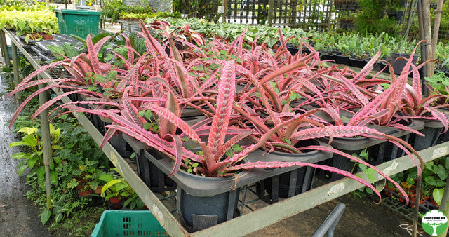 Cryptanthus 'Elaine'