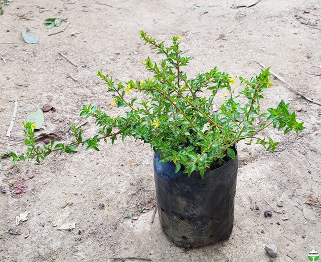 Cuphea 'Mellow Yellow'