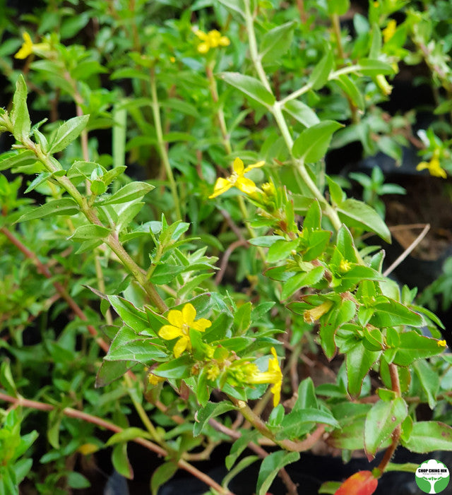 Cuphea 'Mellow Yellow'