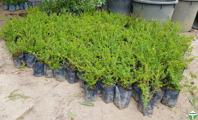 Cuphea 'Mellow Yellow'