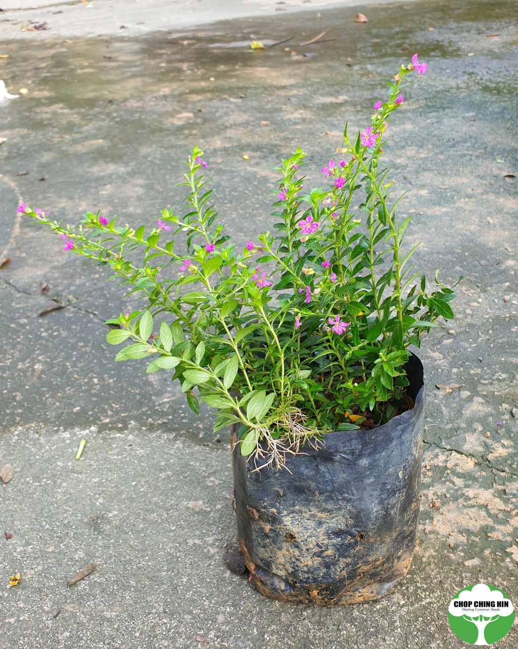 Cuphea hyssopifolia