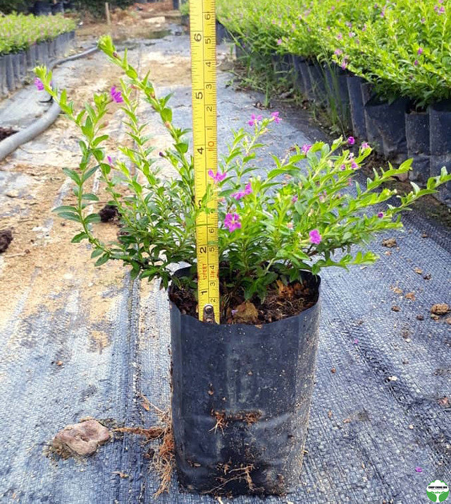 Cuphea hyssopifolia