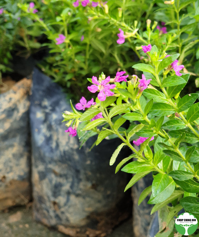 Cuphea hyssopifolia