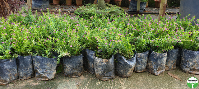 Cuphea hyssopifolia