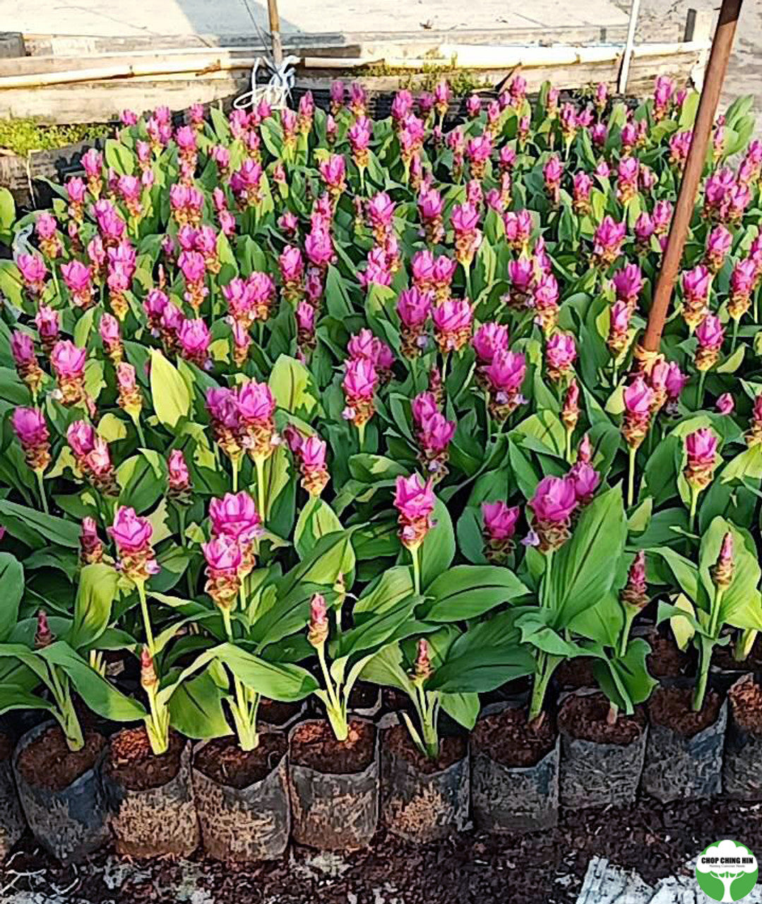 Curcuma hybrid