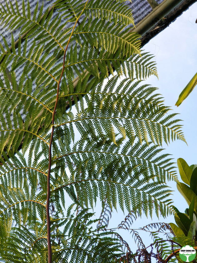 Cyathea latebrosa