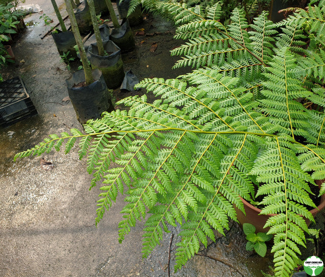 Cyathea latebrosa