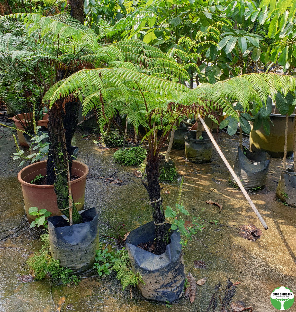 Cyathea latebrosa