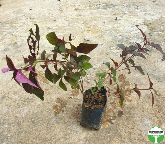 Cyathula prostrata (purple-green leaves)