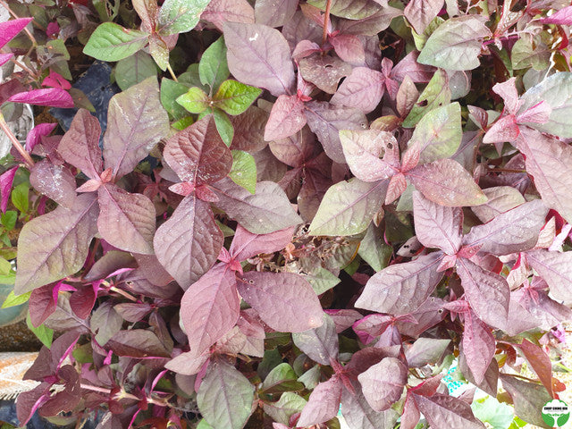 Cyathula prostrata (purple-green leaves)