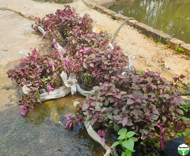 Cyathula prostrata (purple-green leaves)