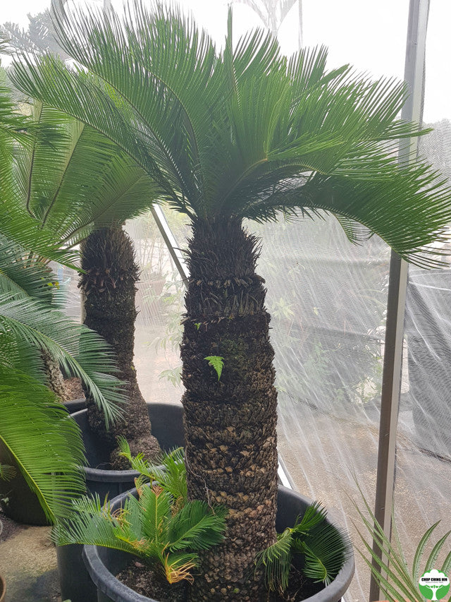 Cycas (Cycad)