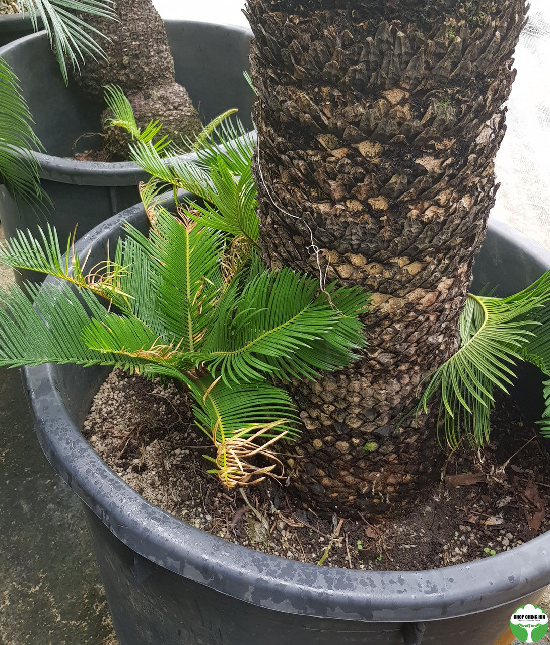 Cycas (Cycad)