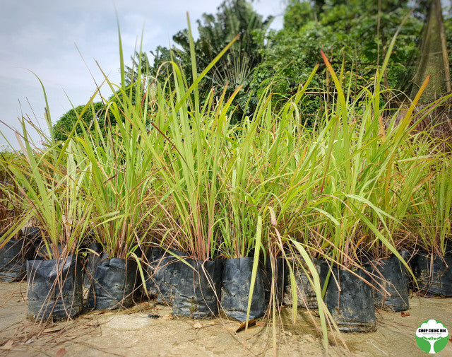 Cymbopogon citratus
