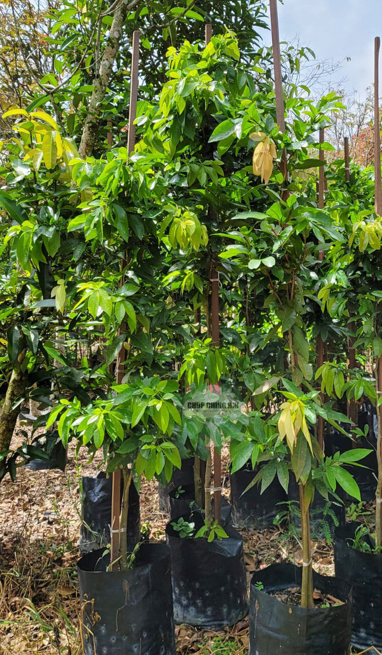 Cynometra ramiflora