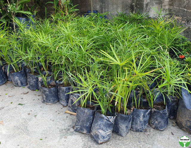 Cyperus alternifolius