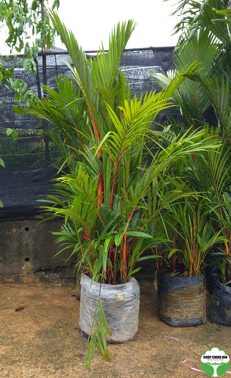 red palm plant images Cyrtostachys renda – Chop Ching Hin Pte Ltd