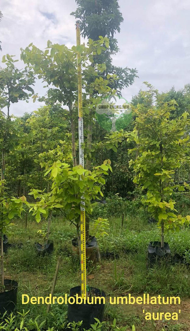 Dendrolobium umbellatum 'Aurea'