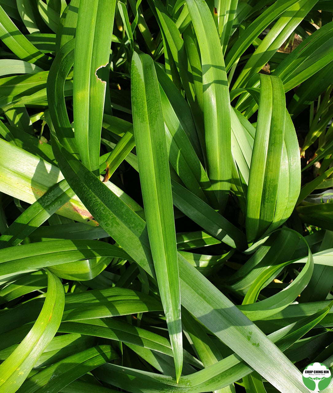Dianella ensifolia
