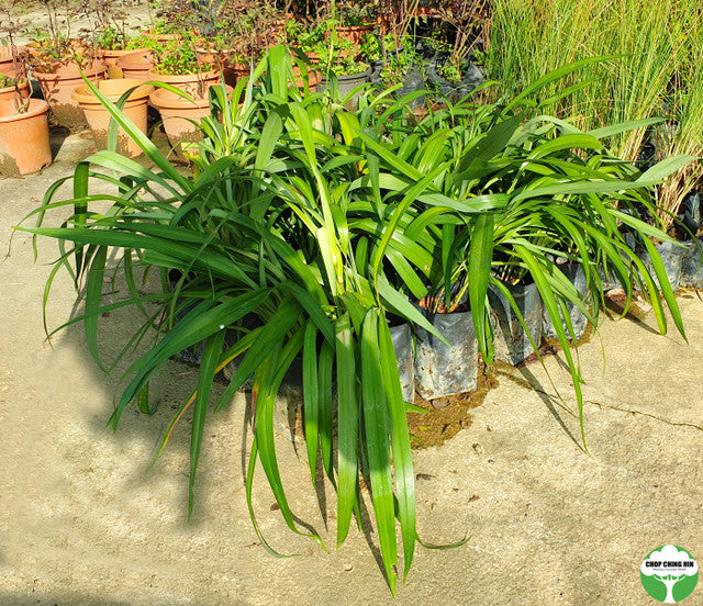 Dianella ensifolia
