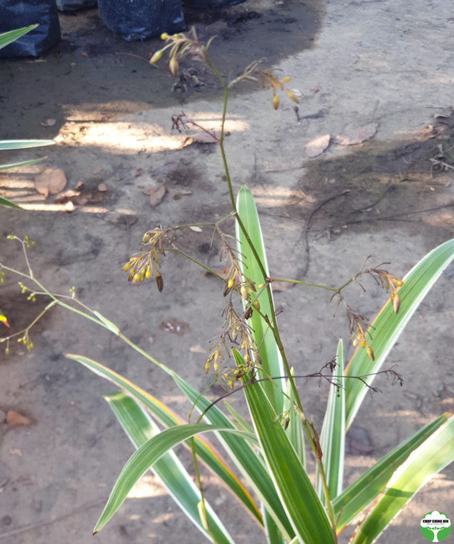 Dianella sp. (variegated)