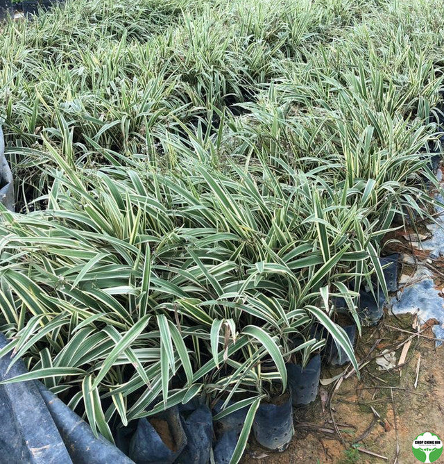 Dianella sp. (variegated)