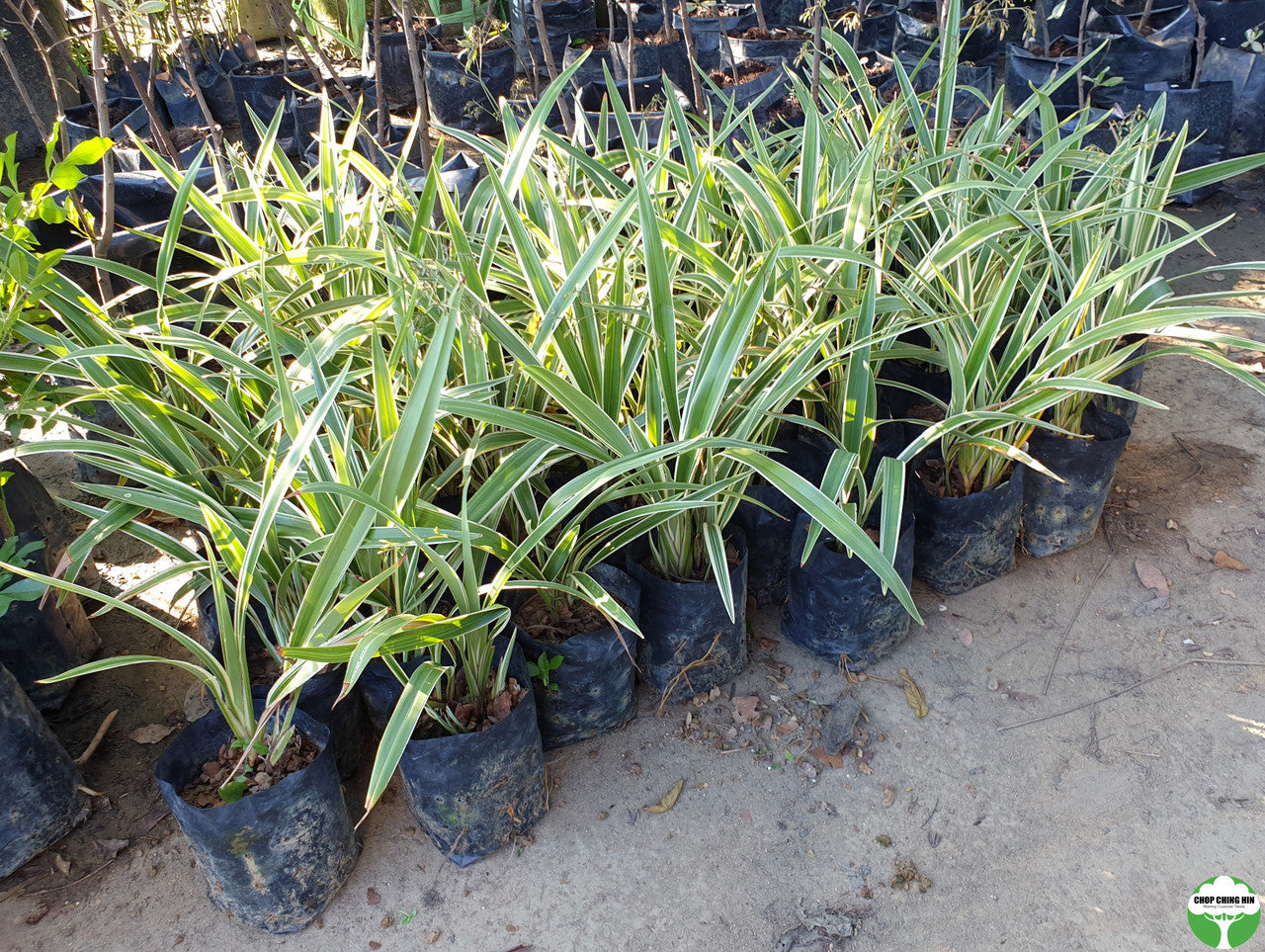 Dianella sp. (variegated)