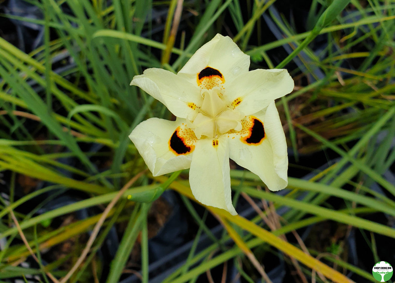 Dietes bicolor