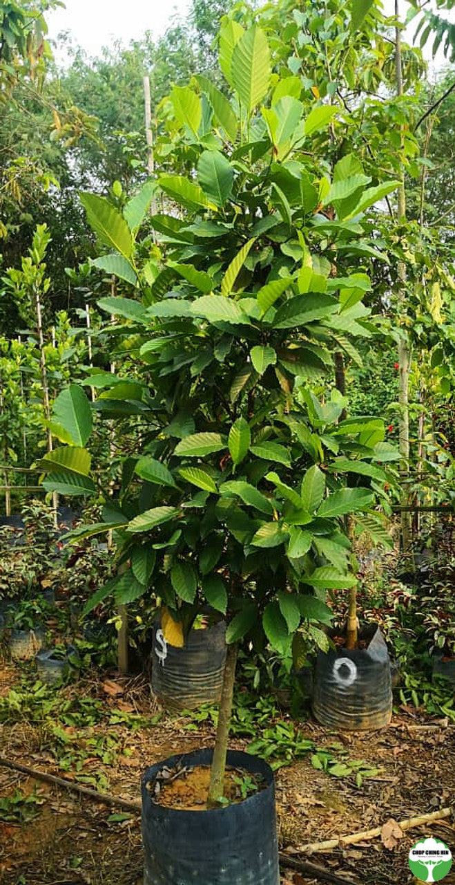 Dillenia indica
