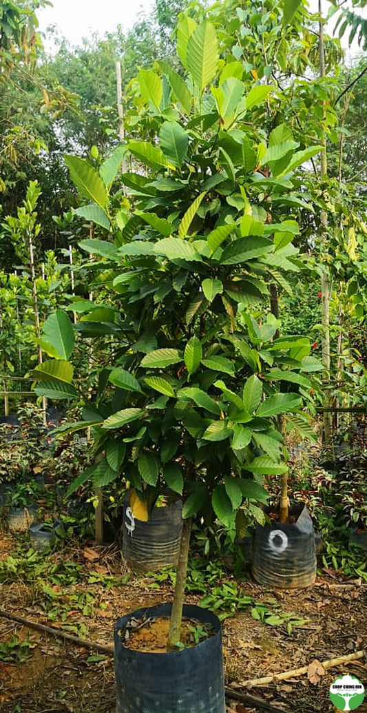 Dillenia indica