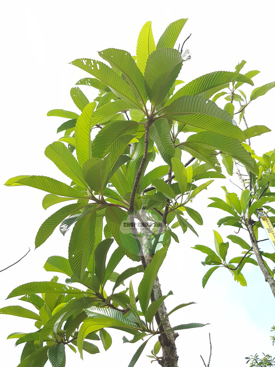 Dillenia indica